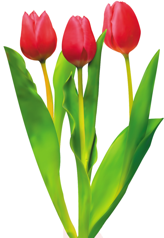 Download PNG image - Red Tulip Flower PNG HD 