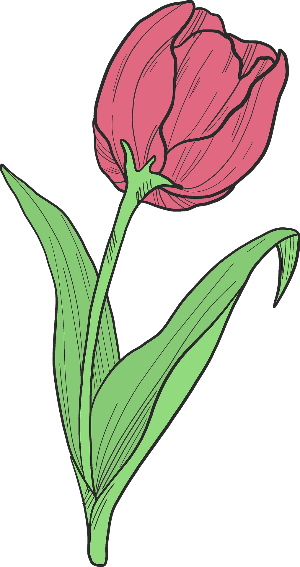 Download PNG image - Red Tulip Flower PNG Photos 