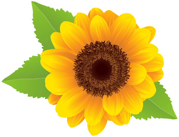 Download PNG image - Aesthetic Sunflower PNG Isolated File 