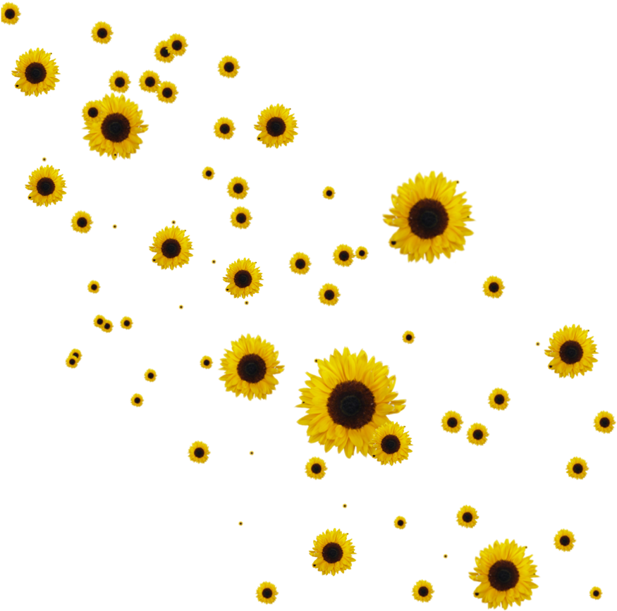 Download PNG image - Aesthetic Sunflower PNG Isolated HD 