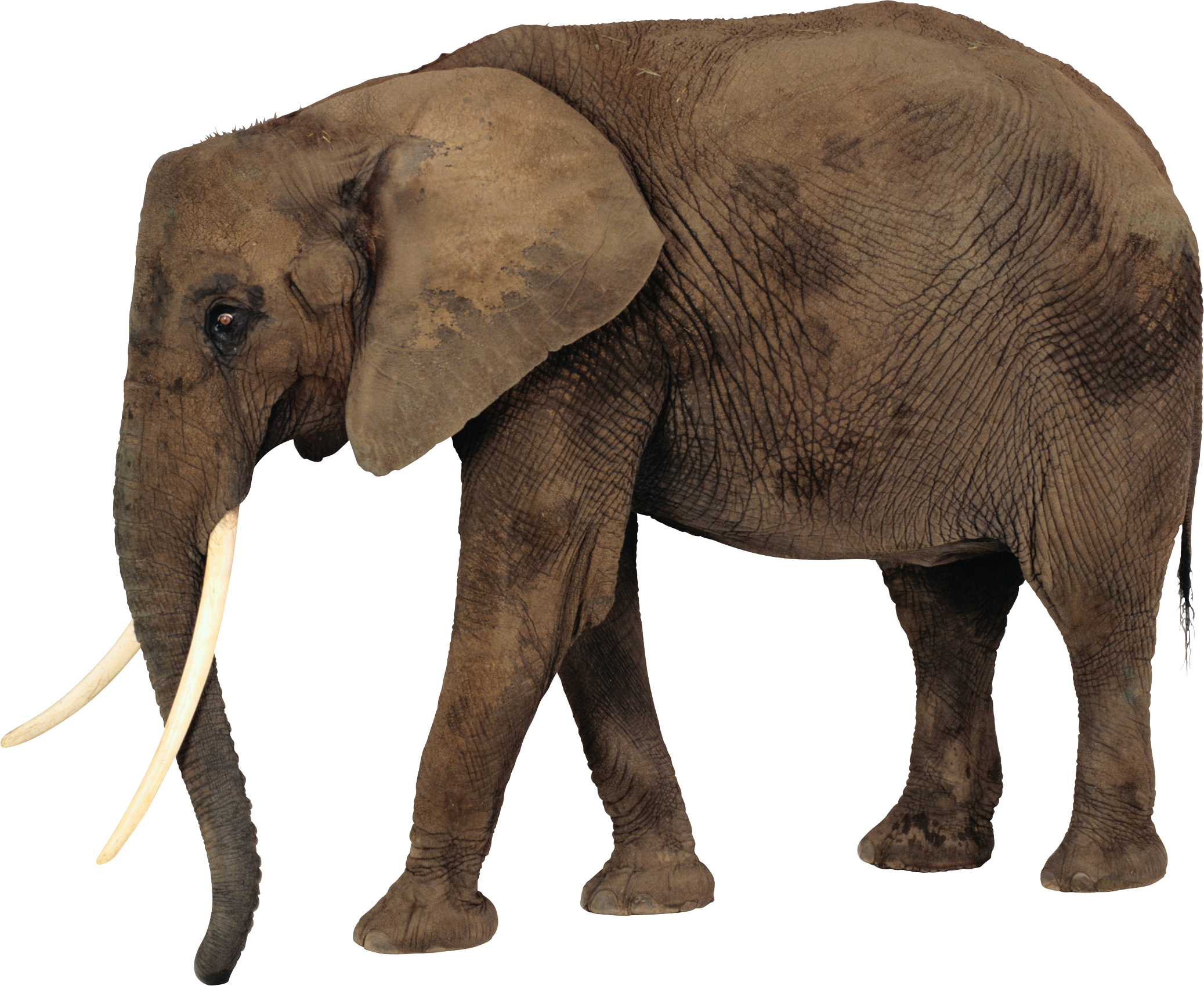Download PNG image - African Elephant PNG Photos 