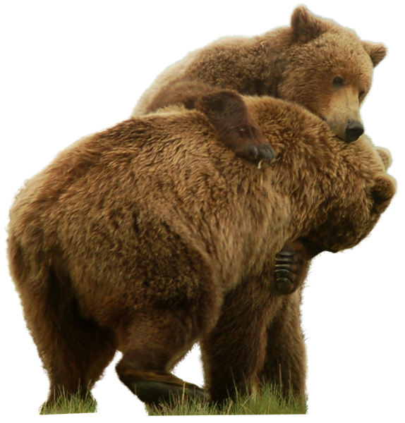Download PNG image - Bear Couple PNG 