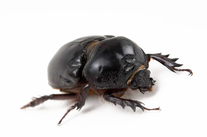 Download PNG image - Black Beetle Transparent PNG 