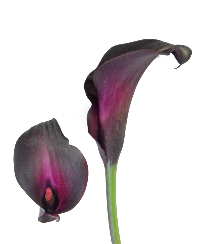 Download PNG image - Botany Calla Lily PNG Transparent Image 