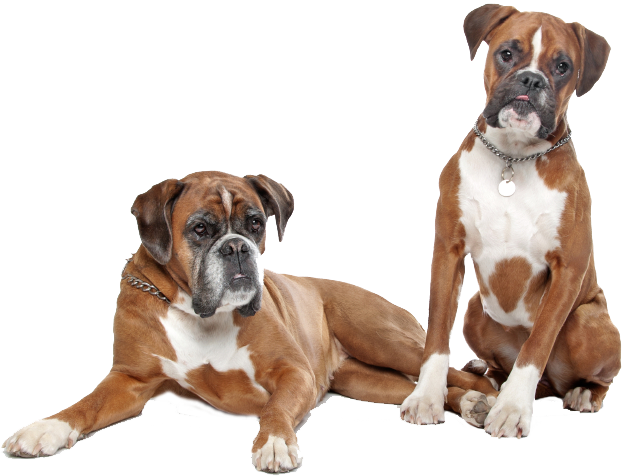 Download PNG image - Boxer Dog Couple PNG 