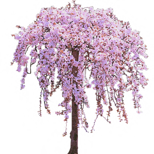 Download PNG image - Cherry Tree PNG Clipart 