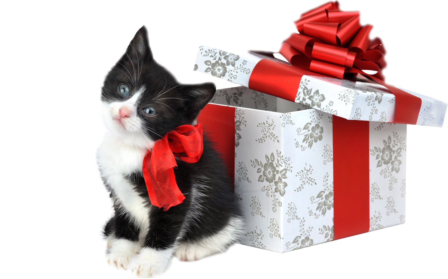 Download PNG image - Christmas Kitten PNG Transparent Image 