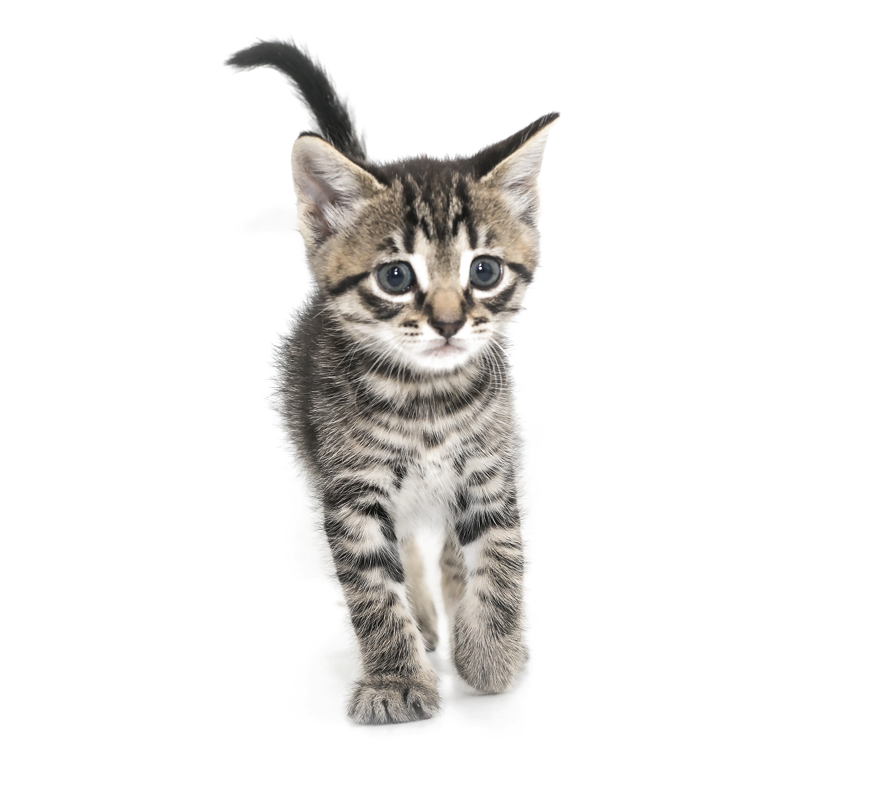 Download PNG image - Cute Kitten PNG HD 