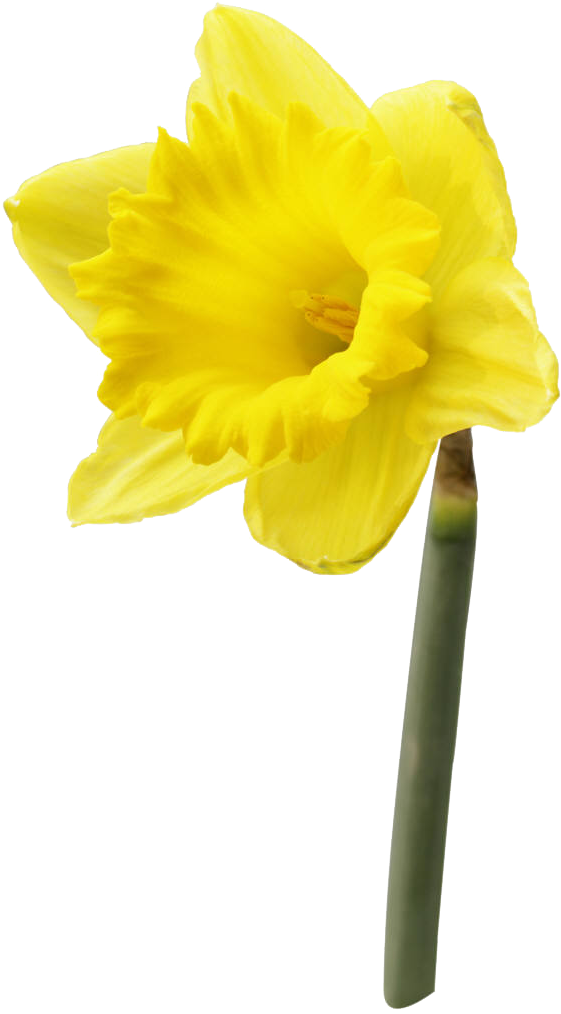 Download PNG image - Daffodil PNG Pic 