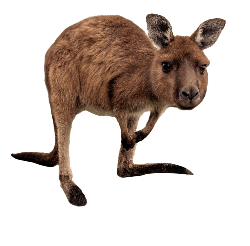 Download PNG image - Kangaroo Wallaby PNG Image 