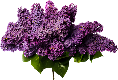 Download PNG image - Lilac PNG Photos 