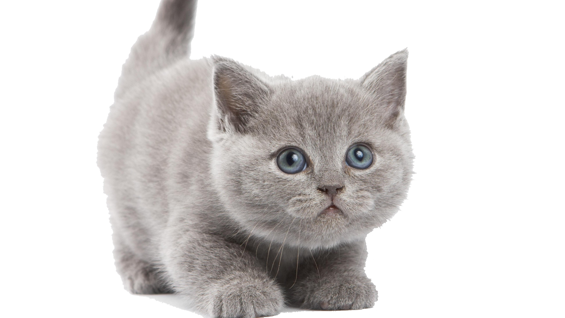 Download PNG image - Little Kitten PNG File 