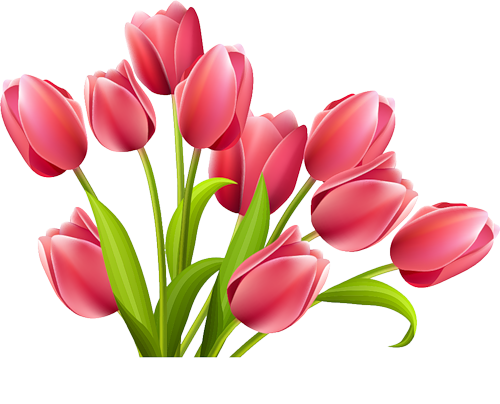 Download PNG image - Pink Tulips PNG 