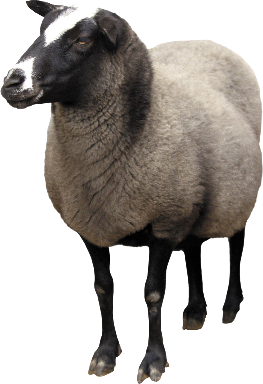 Download PNG image - Sheep PNG Background 
