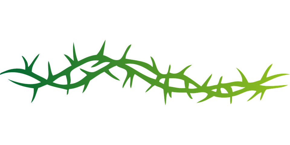 Download PNG image - Vector Prickle PNG Picture 