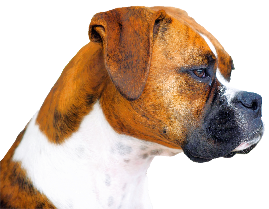 Download PNG image - Face Boxer Dog PNG 