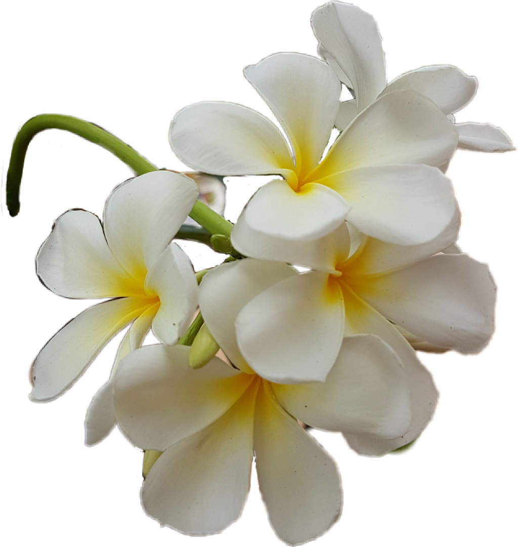 Download PNG image - Frangipani White Flower PNG Transparent Image 