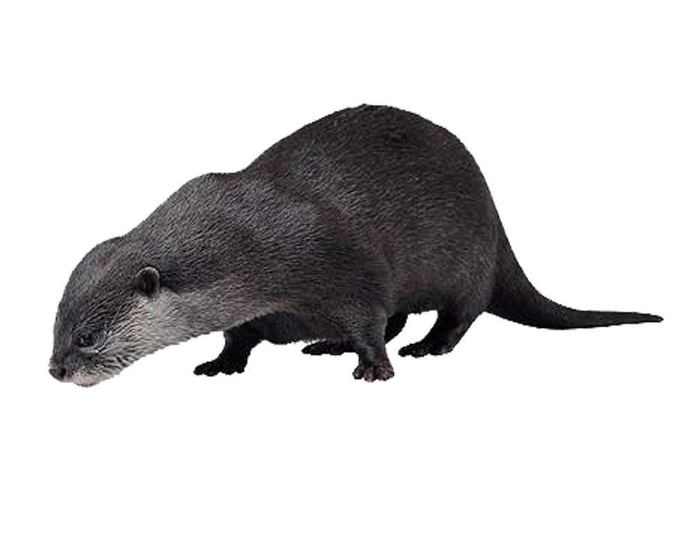 Download PNG image - Otter PNG HD 