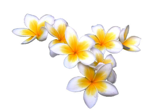 Download PNG image - Plumeria PNG Photos 