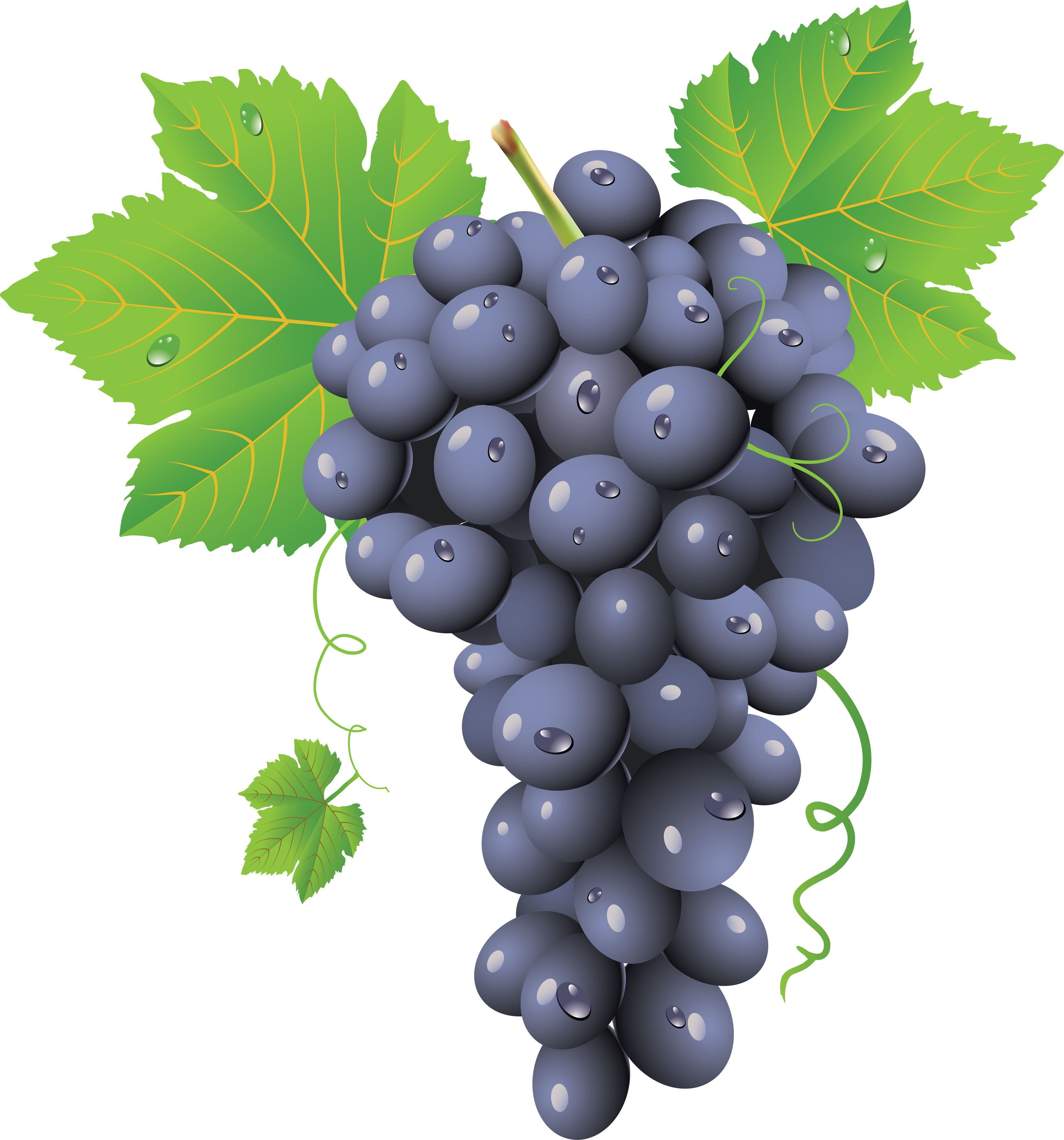 Download PNG image - Black Grapes Transparent PNG 