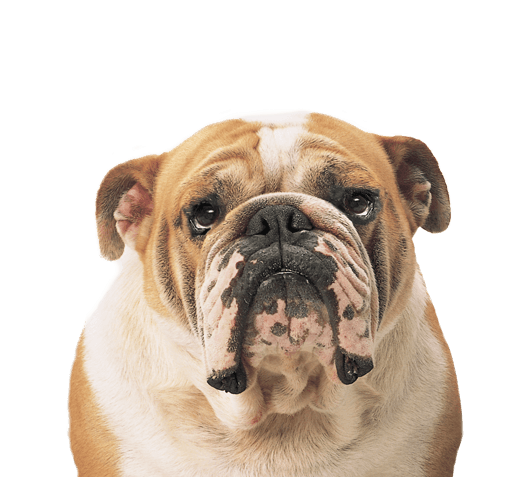 Download PNG image - Dog Face Transparent Background 