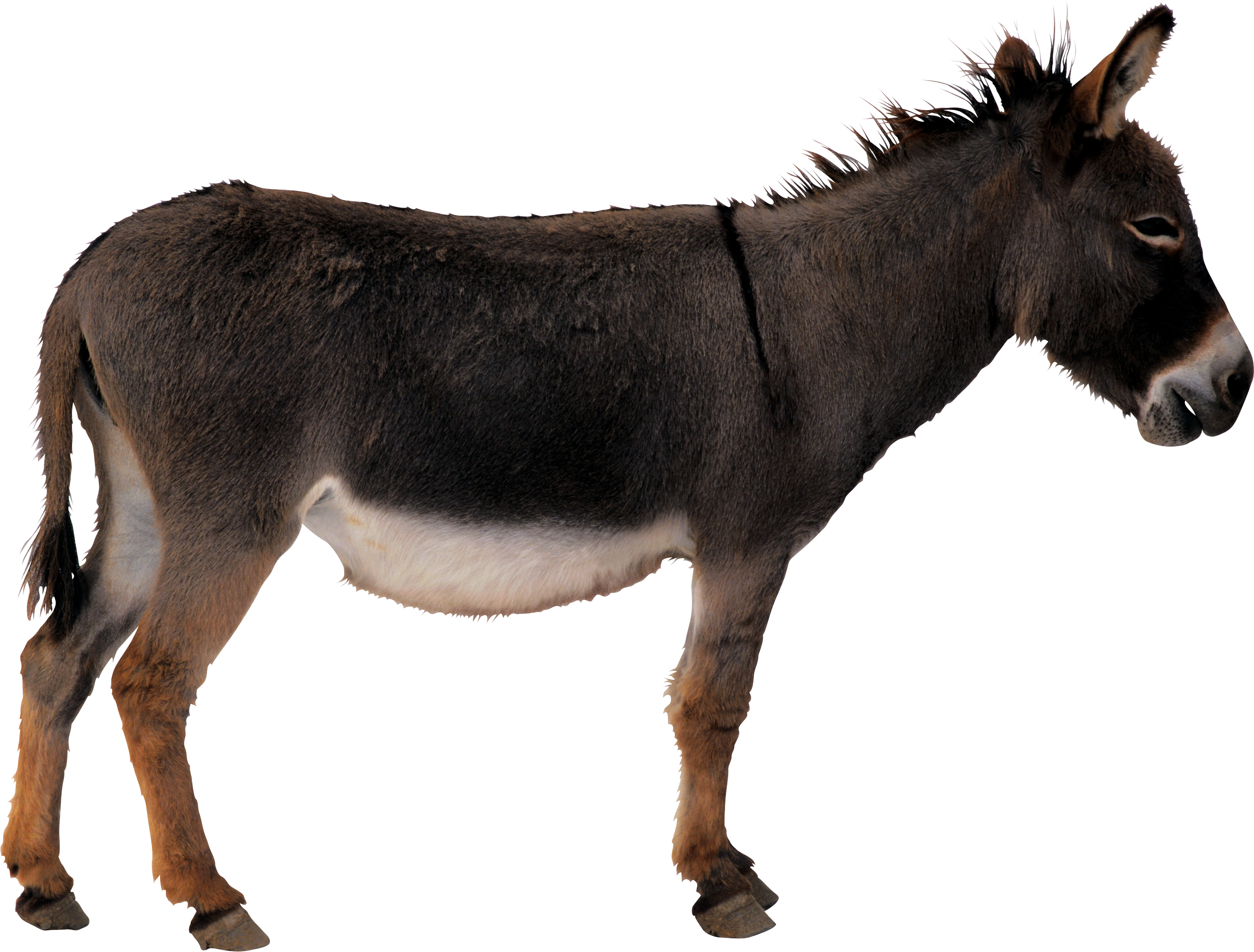 Download PNG image - Donkey Animal PNG Free Download 