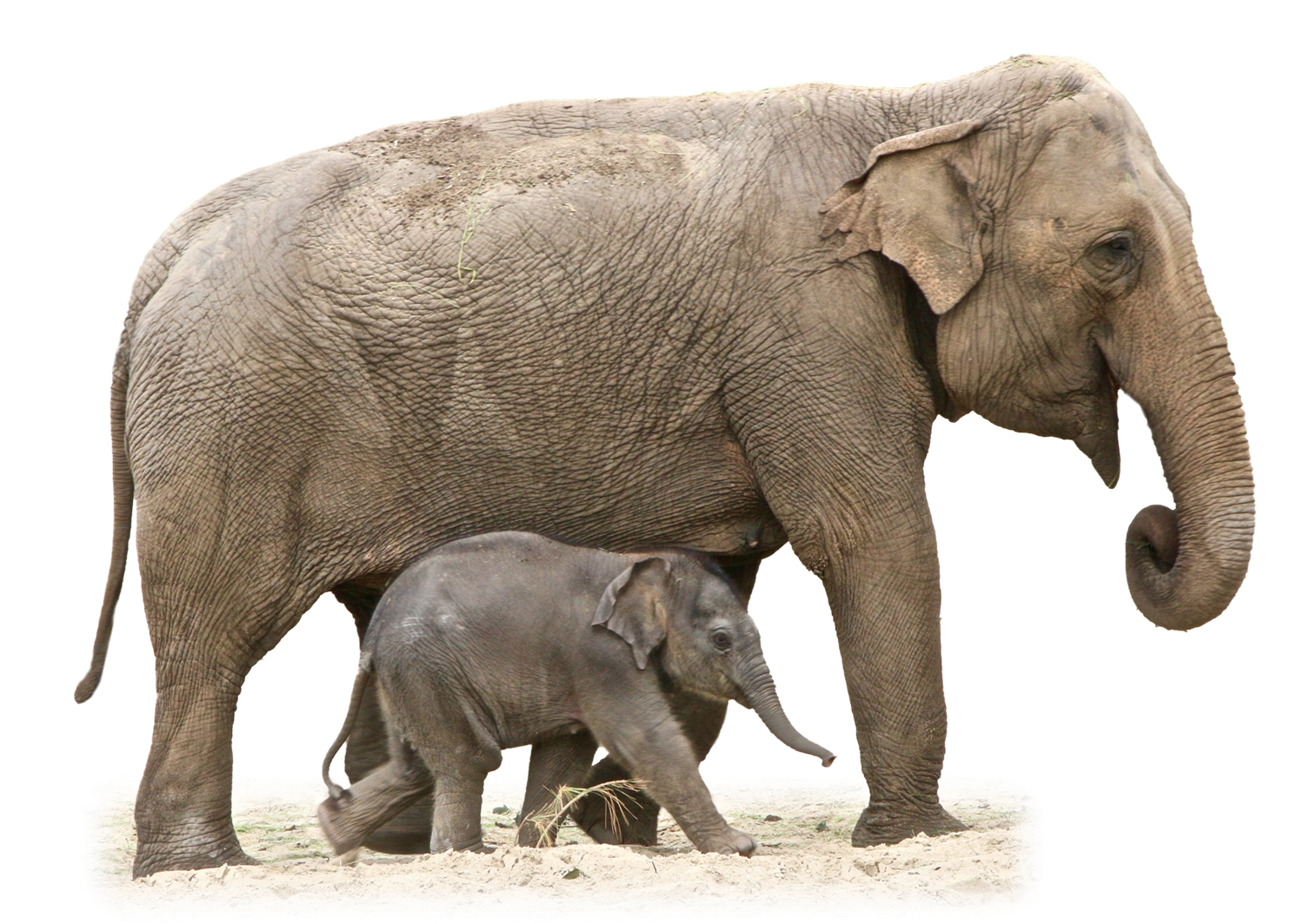 Download PNG image - Elephant Transparent PNG 