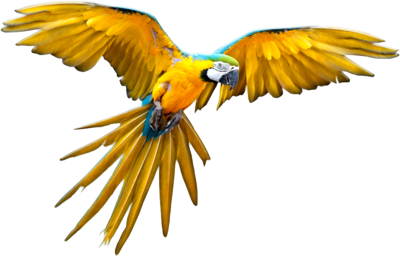 Download PNG image - Flying Parrot PNG File 