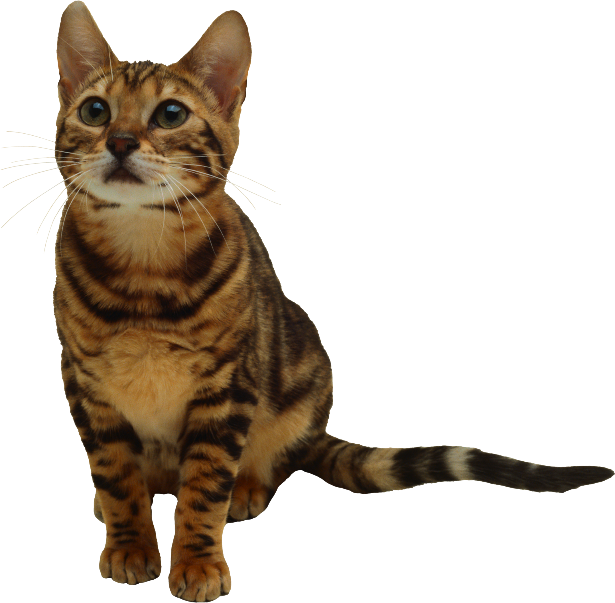 Download PNG image - Kitten Transparent PNG 