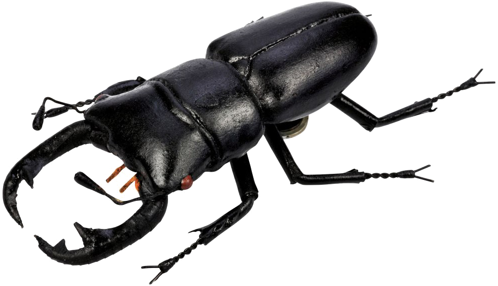 Download PNG image - Polyphaga Beetle Transparent PNG 