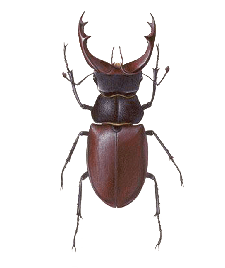 Download PNG image - Stag Beetle Transparent PNG 