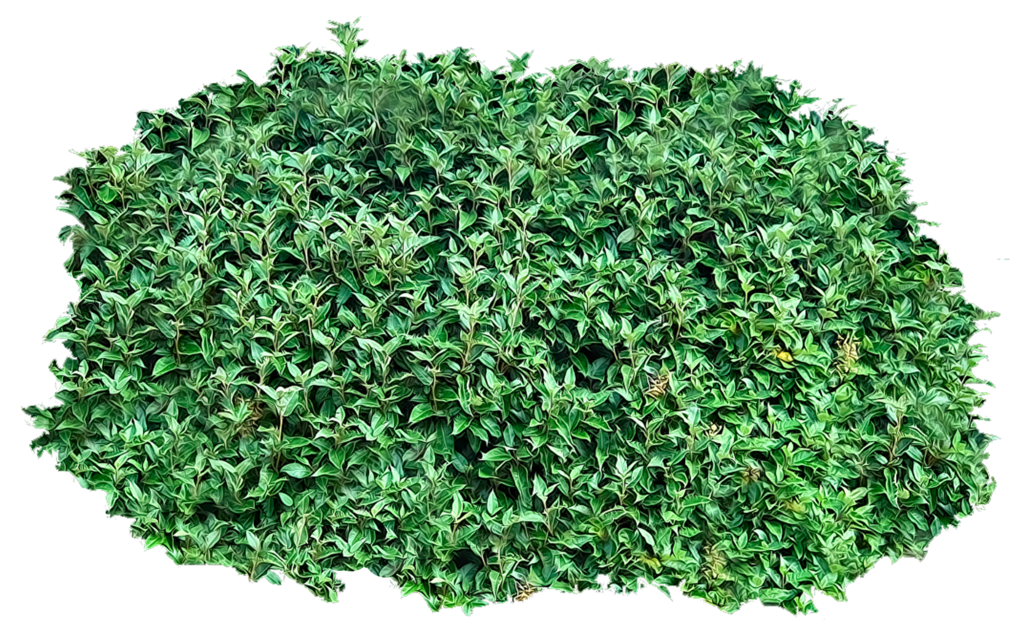 Download PNG image - Bushes PNG Clipart 