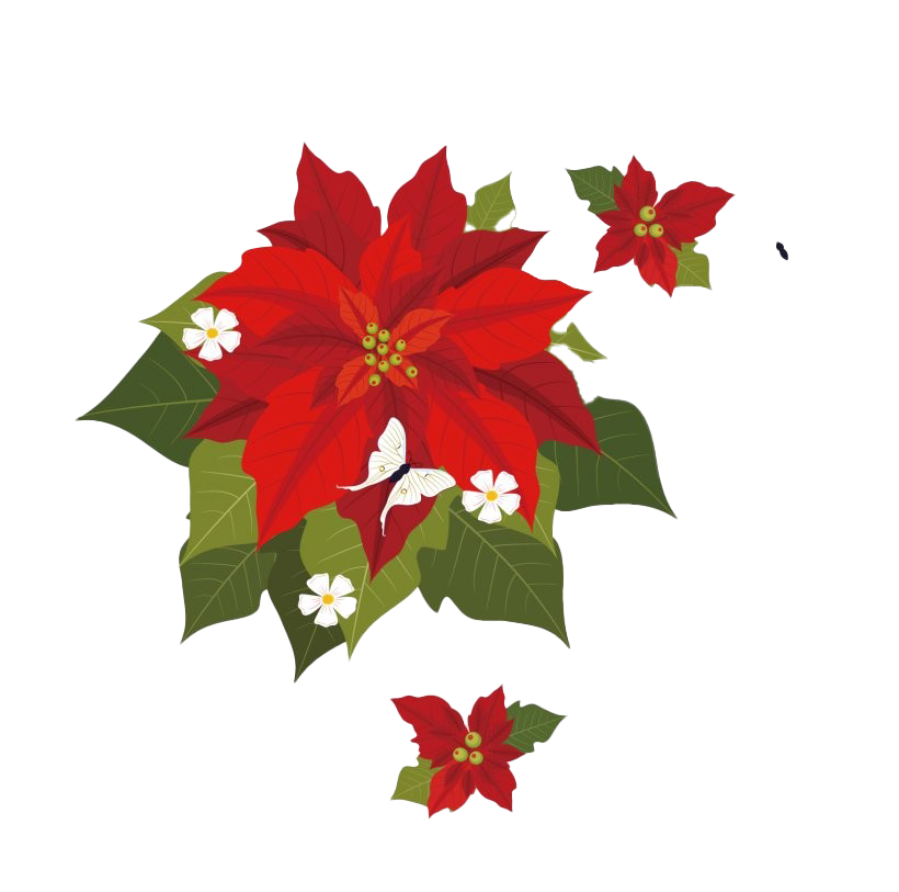 Download PNG image - Christmas Poinsettia PNG Transparent 