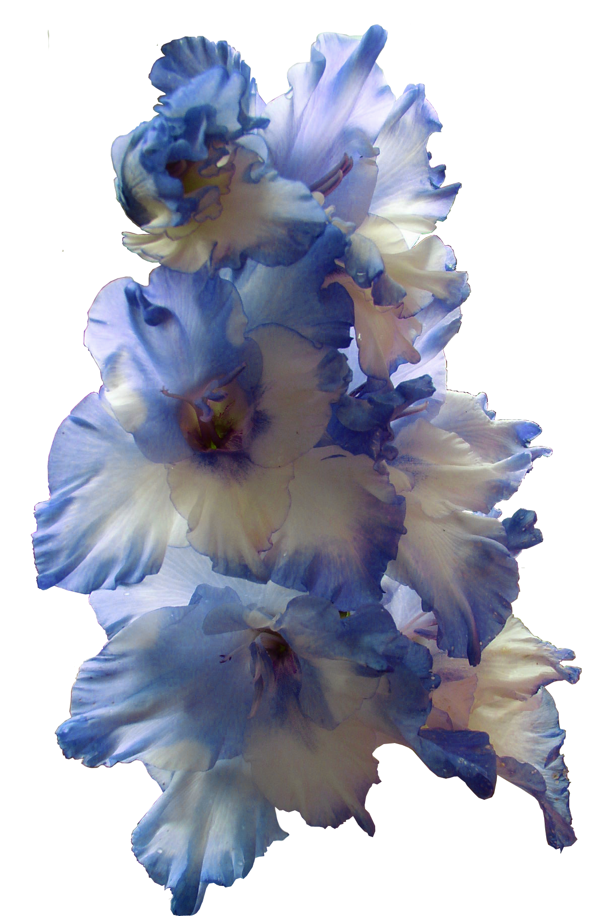Download PNG image - Gladiolus PNG Transparent Image 
