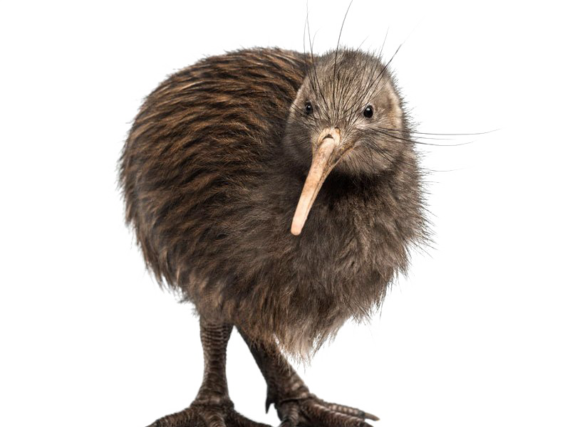 Download PNG image - Kiwi Bird Transparent Background 