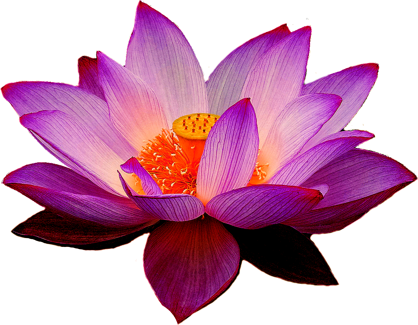 Download PNG image - Purple Lotus Flower PNG File 