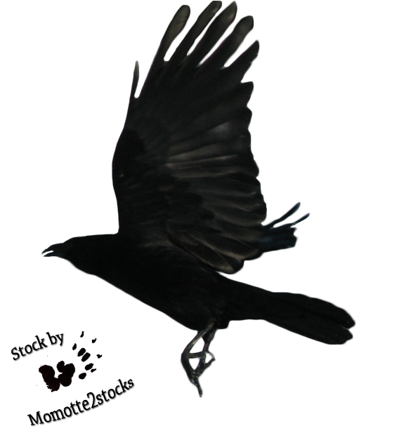 Download PNG image - Raven Flying PNG Transparent Image 