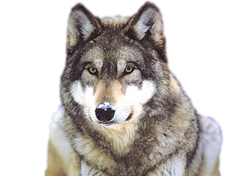 Download PNG image - Snow Wolf Clip Art PNG 
