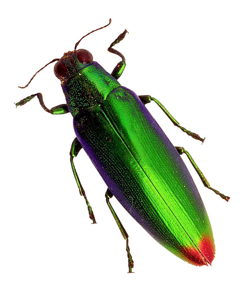 Download PNG image - Spanish Fly Beetle Transparent PNG 