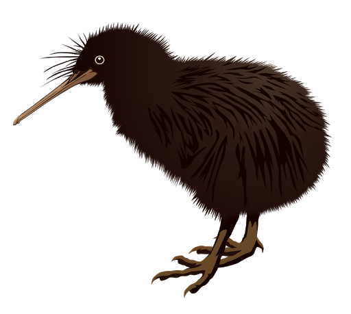 Download PNG image - Wild Kiwi Bird Transparent PNG 