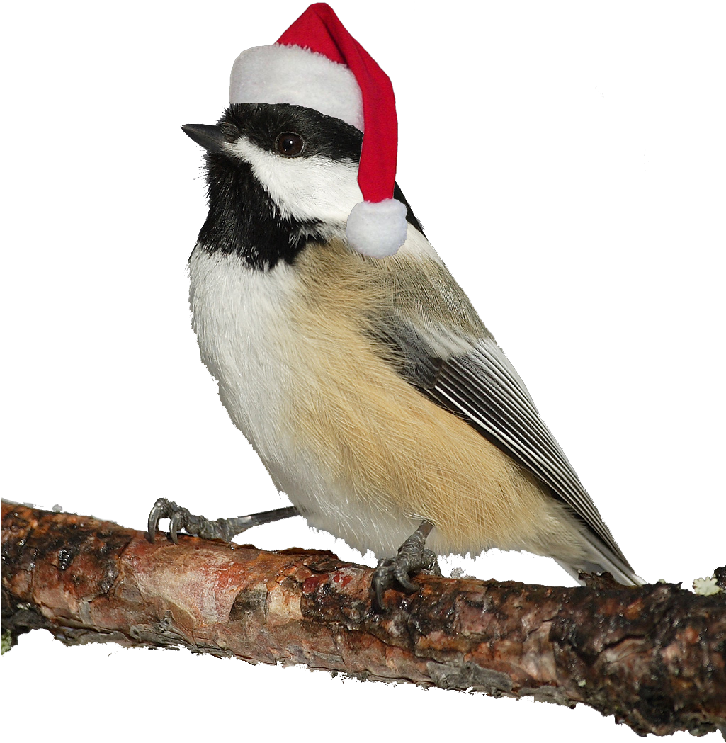 Download PNG image - Christmas Bird PNG Photos 
