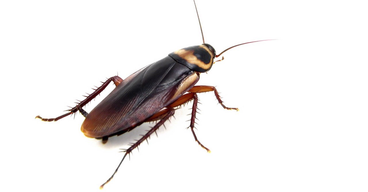 Download PNG image - Cockroach PNG Clipart Background 