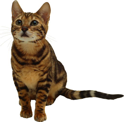 Download PNG image - Cute Kitten PNG Transparent Image 