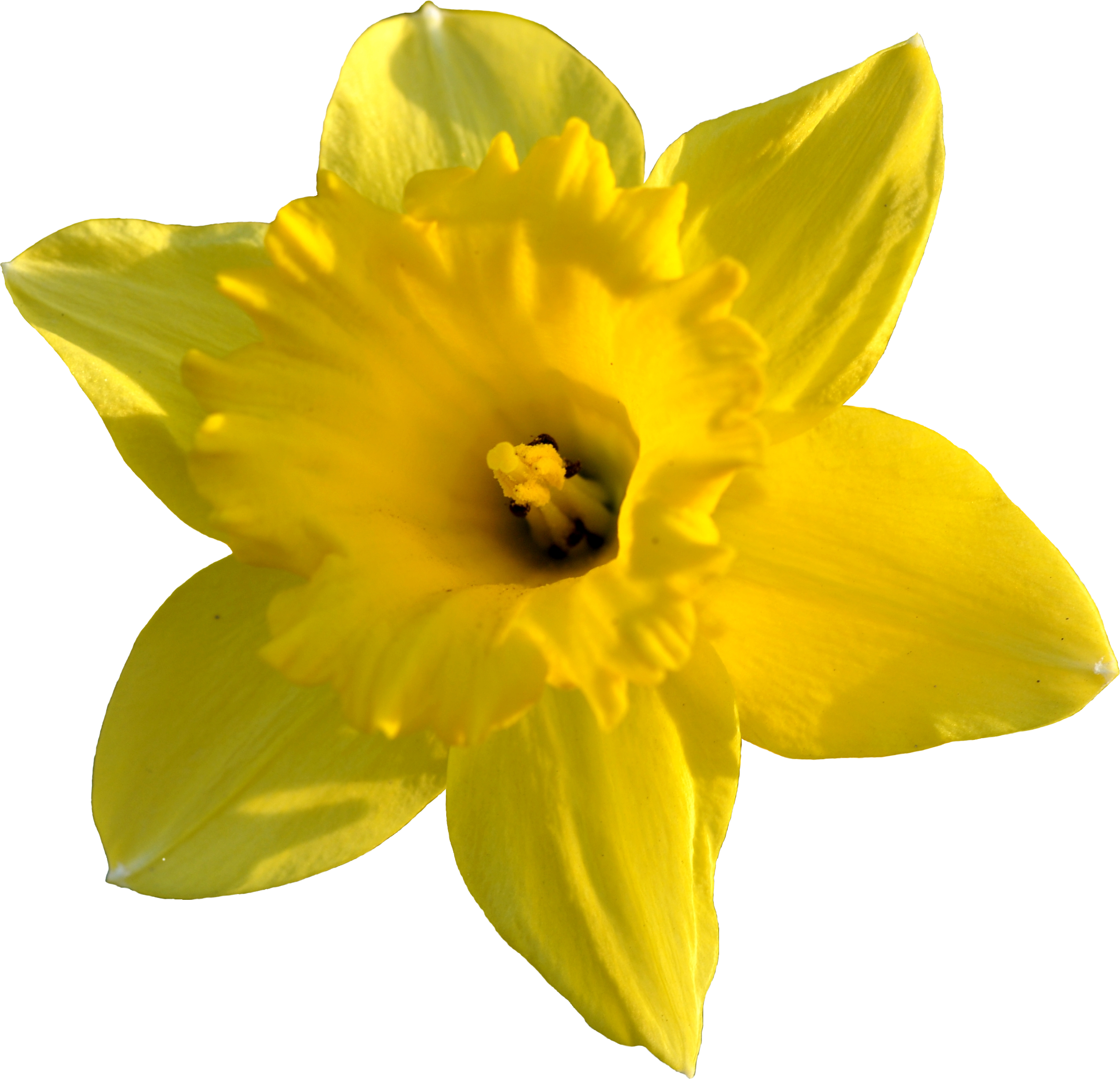 Download PNG image - Daffodil PNG Background Image 