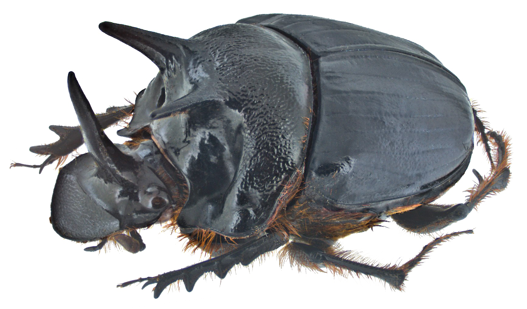 Download PNG image - Dung Beetle PNG Transparent Image 