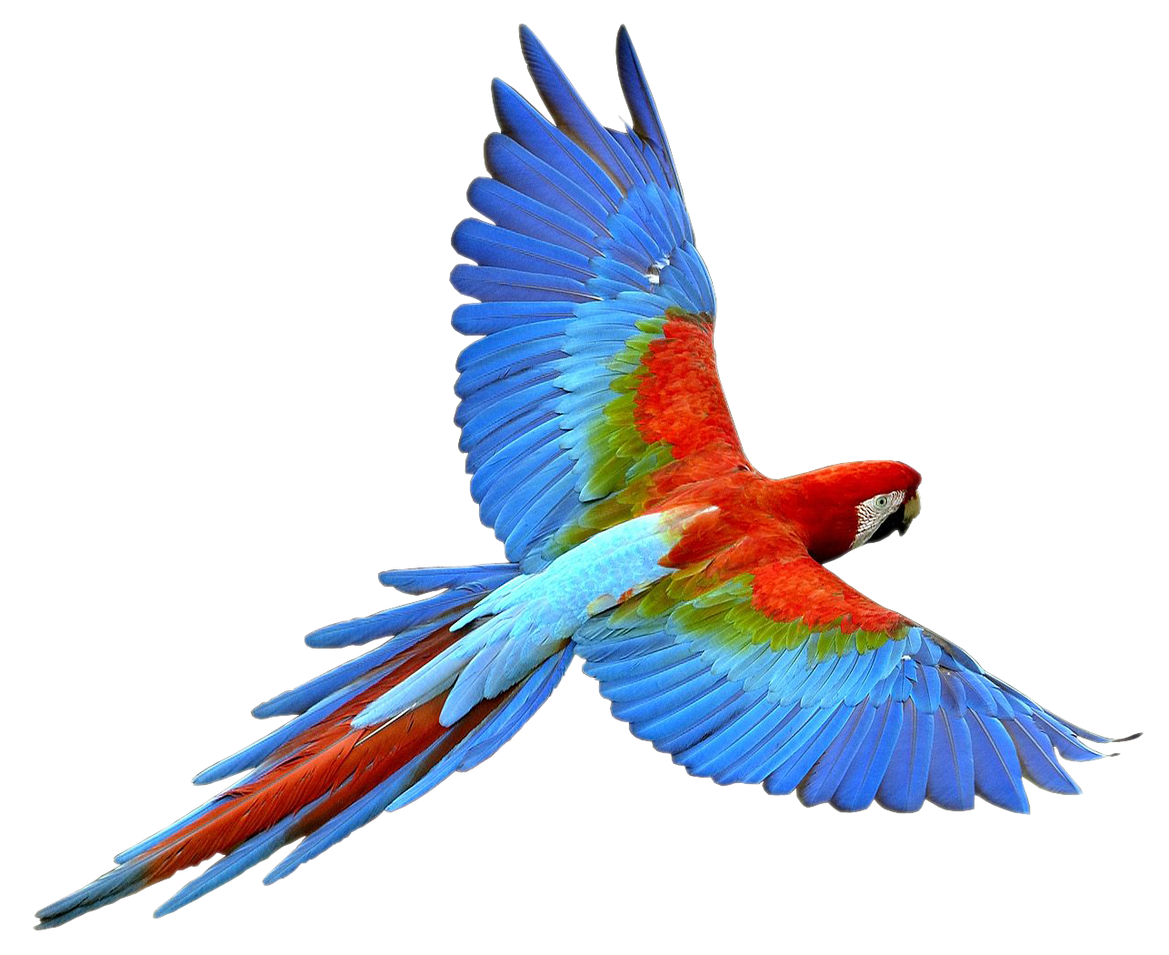 Download PNG image - Flying Parrot PNG Transparent Image 