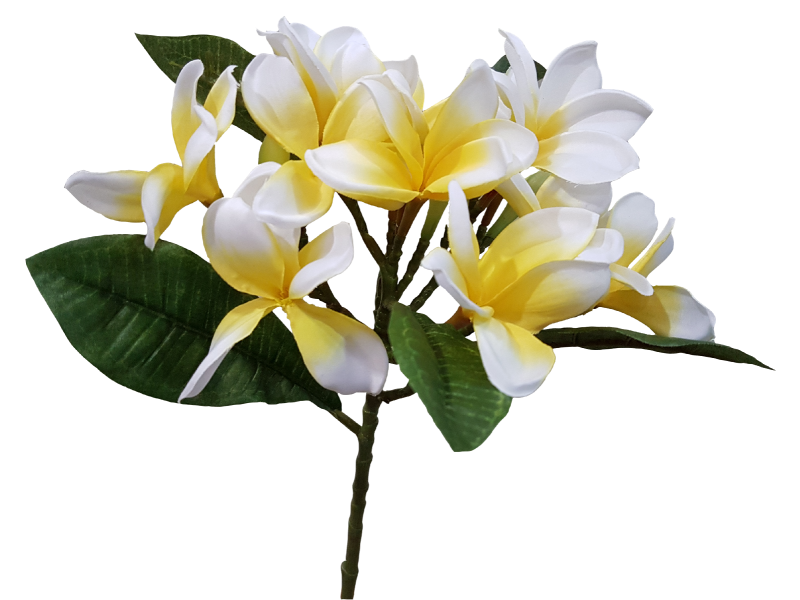 Download PNG image - Frangipani Flower PNG Pic 