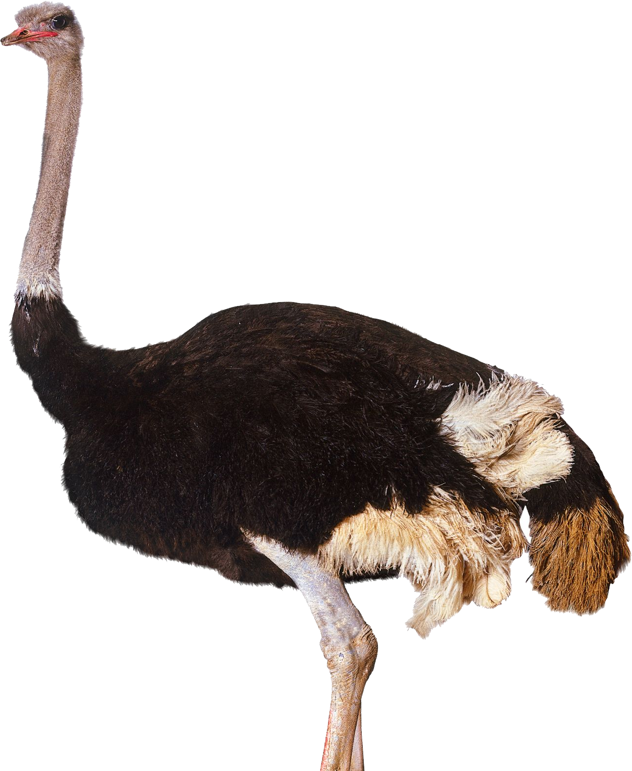 Download PNG image - Ostrich PNG Clipart 