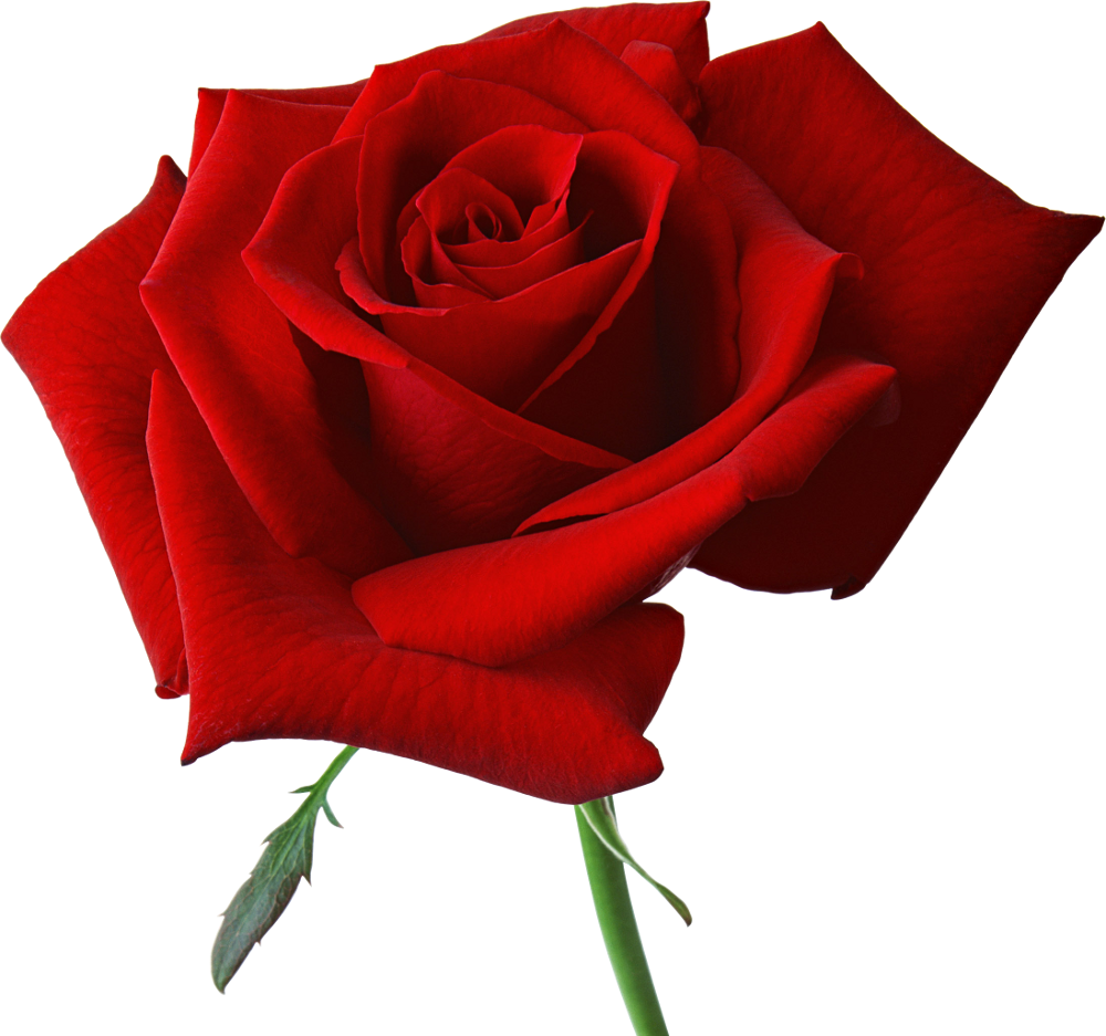 Download PNG image - Red Rose Bouquet Transparent Background 
