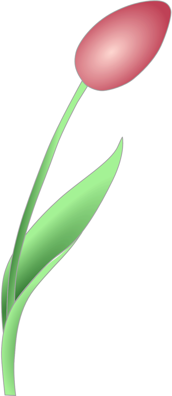 Download PNG image - Red Tulip PNG File 